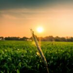 Oilseeds: The Key to Health and Sustainability