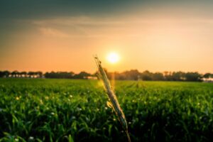 Oilseeds: The Key to Health and Sustainability