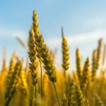 Barley: More Than Just Livestock Feed