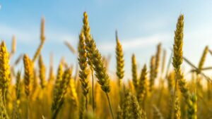 Barley: More Than Just Livestock Feed