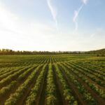 Sunflower Oil – A Healthy Choice for Cooking
