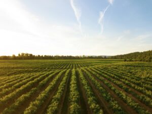 Sunflower Oil – A Healthy Choice for Cooking