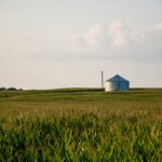 Corn: From Farm to Your Table