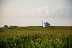 Corn: From Farm to Your Table